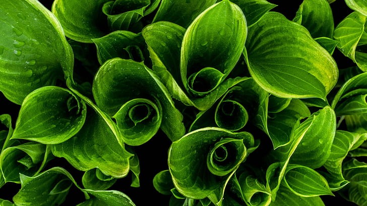 close-up, grøn, blade, makro, plante, regndråber, waterdrops