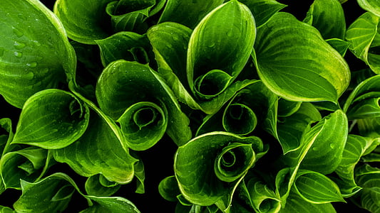 Close-up, verde, hojas, macro, planta, gotas de lluvia, Waterdrops