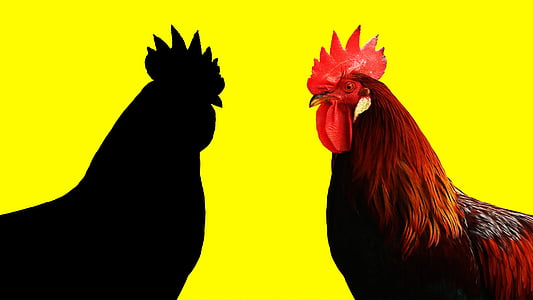 con gà trống, năm của con gà trống, nền màu vàng, động vật, con chim, sáng sủa, lông