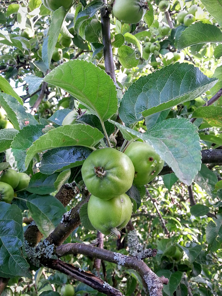jablka, tři, ovoce, čerstvé, zelená, jabloň, Apple zrání