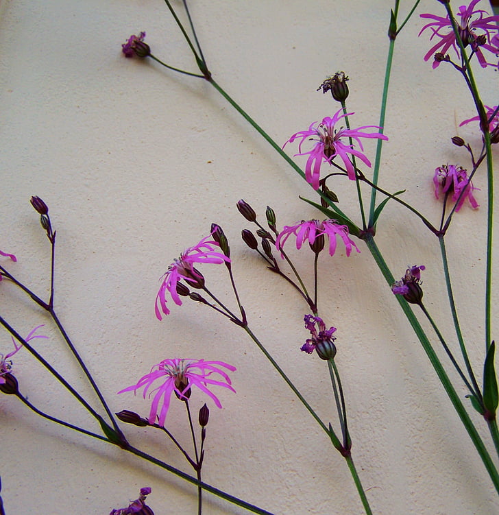 bunga Padang rumput, merah muda, jagung