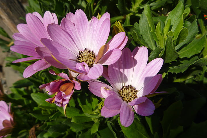 bunga, Taman, ungu, makro, bunga detail, Bedeng bunga hias, alam