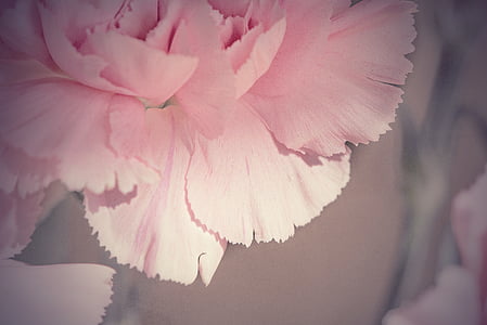 flower, blossom, bloom, petals, pink, pink flower, tender