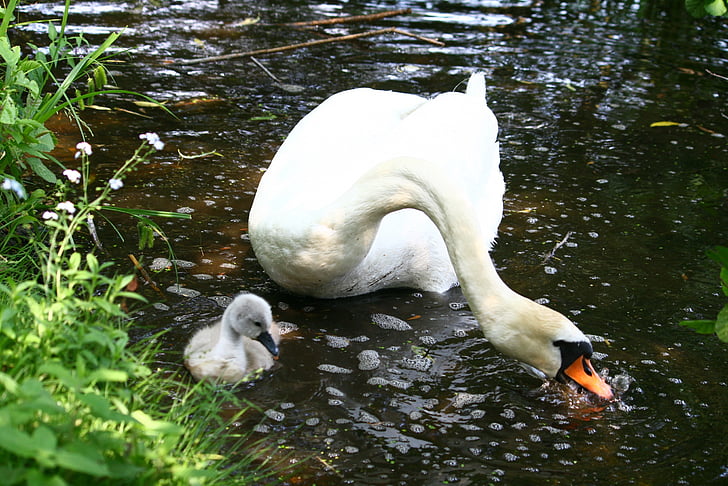 swan, swan young, lake, nature, swimming, wildlife