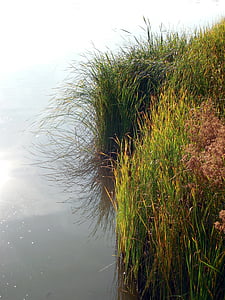 bank, water, pond, lake, reed, waters, nature