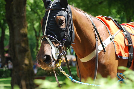 race, horses, racecourse, horse, animal, outdoors, stallion