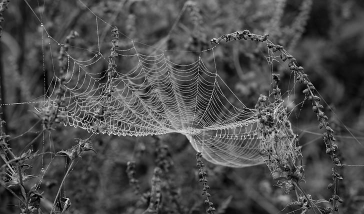 drops, dew, place, nature, spider Web, spider, drop