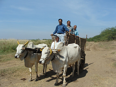 oxen, cart, india, men, people, transportation, culture