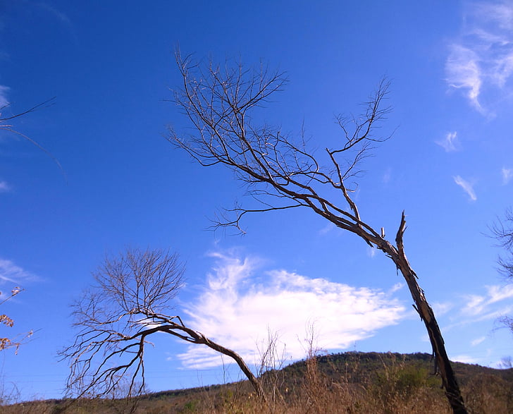 Cerrado, Sky, blå himmel, landskab, træ, blå, planter
