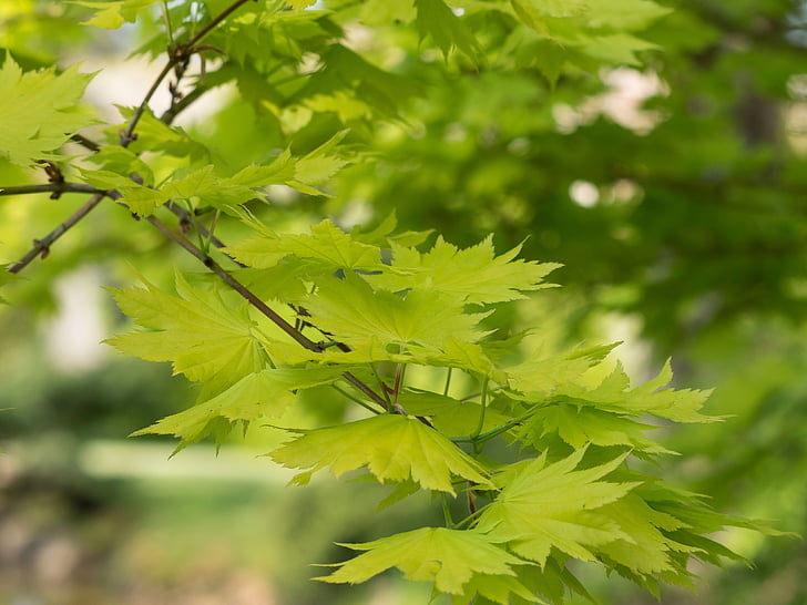 lá, cây bụi, Maple, màu xanh lá cây, tán lá, cây, chi nhánh cây