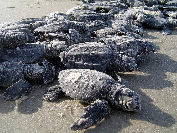 morské korytnačky, hatchlings, piesok, Beach, voľne žijúcich živočíchov, Príroda, divoké