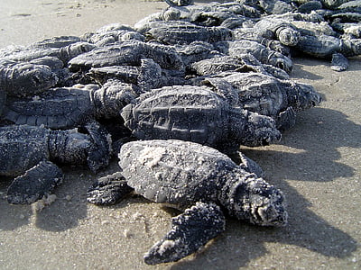 ţestoasele marine, hatchlings, nisip, plajă, faunei sălbatice, natura, sălbatice