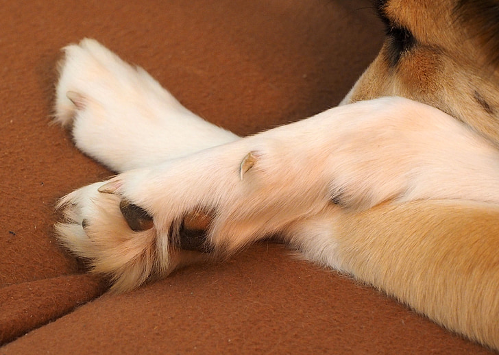 dog paw, paw, dog, claw, pet claws, fur, animal paws