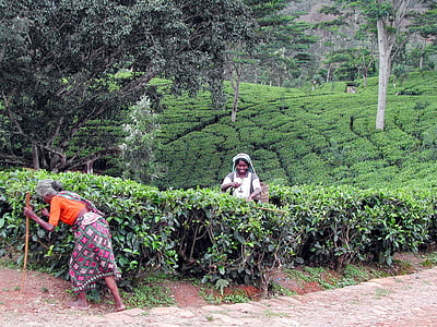 Srí lanka, cueuilleuses, tea, ültetvény, gyűjtemény, mezőgazdaság, természet