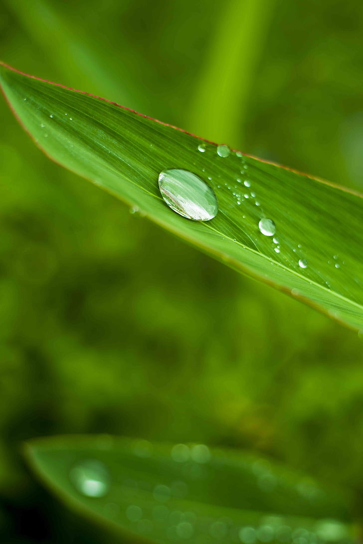 bamboo leaves, plant, foliage, water droplets