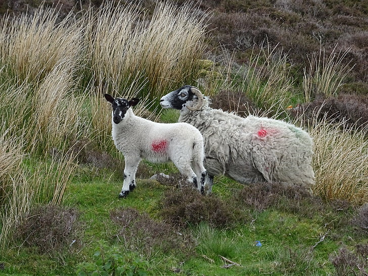 pecore, Ewe, agnello, animale, mammifero, agricoltura, lana