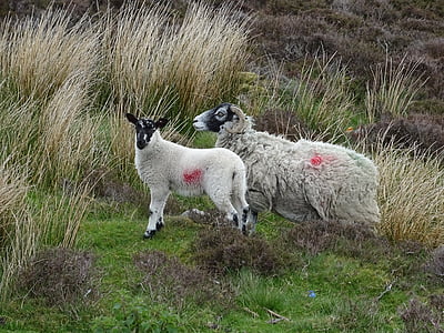 ovelhas, por ovelha, Cordeiro, animal, mamífero, agricultura, lã