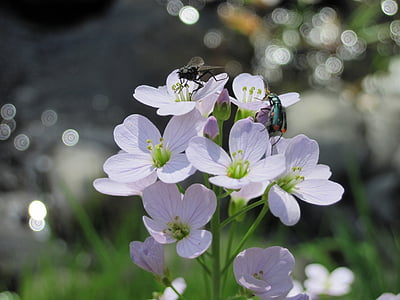 lilled, lill, putukate, Beetle, lennata, taim, valge
