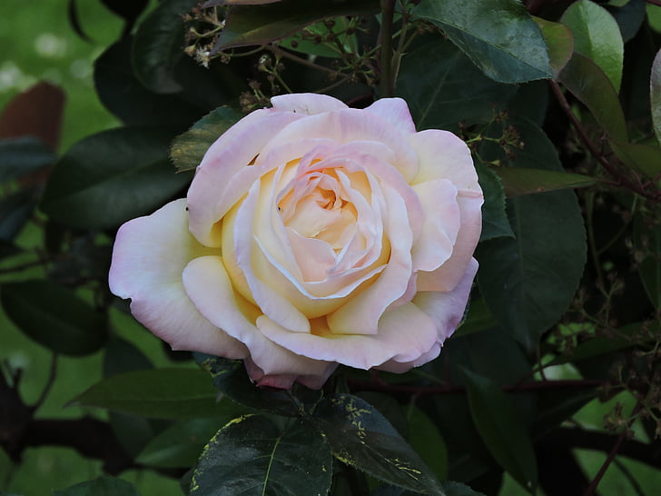 Rosa, roślina, piękno, płatki, Natura