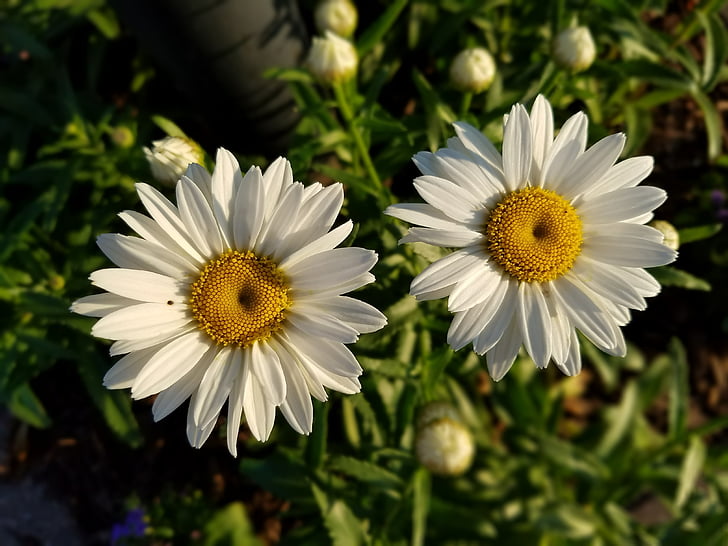 daisies, floral, flowers