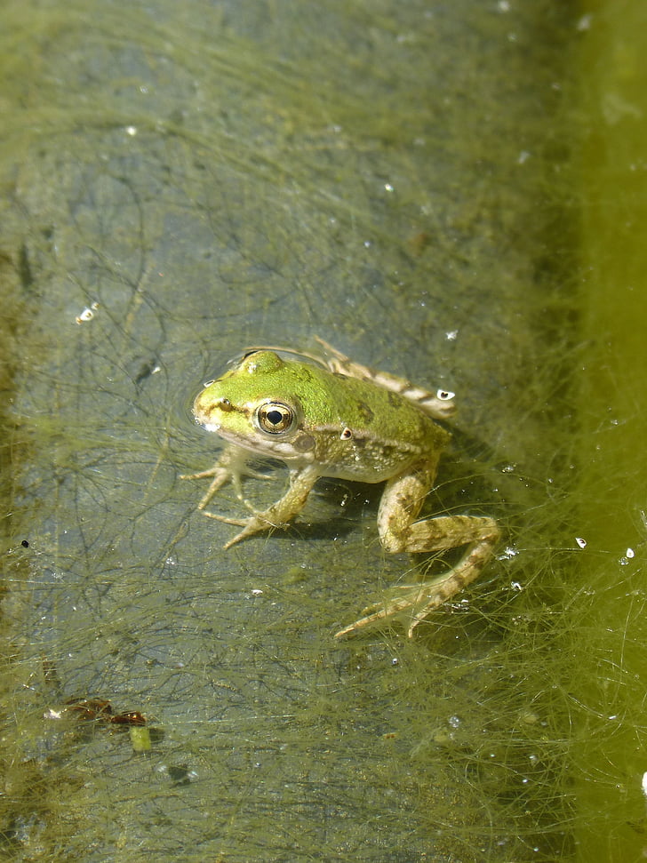 frog, batrachian, small, raft, algae, float, green frog