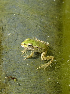 カエル, 無尾, 小さな, いかだ, 藻類, フロート, 緑のカエル