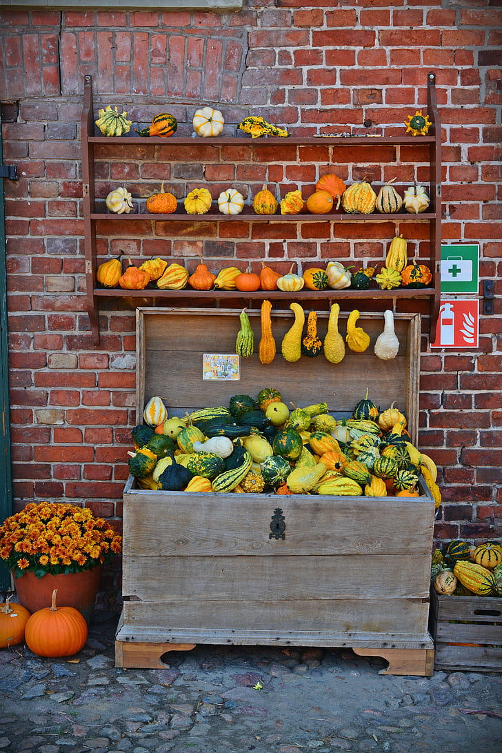 pumpkin, harvest time, sale, decoration, benefit from, pumpkin yard cordes, thanksgiving