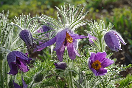 common pasque flower, flowers, violet, stalk, leaves, pulsatilla vulgaris, petals