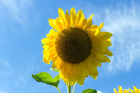 gira-sol, l'estiu, cel, planta, close-up, brillant, flor