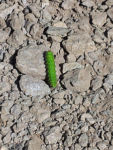 Caterpillar, verde, natura, inch, la, Piatra, pietre
