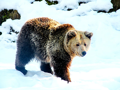 Björn, snö, brun Björn, vinter, nallebjörn, naturen, vintrig