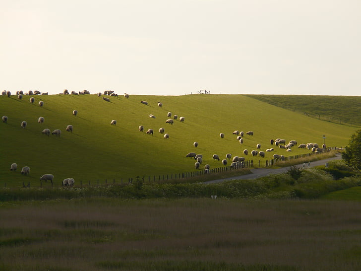 đê, Bắc Hải, Nordfriesland, con cừu, cỏ, đồng cỏ, cảnh quan
