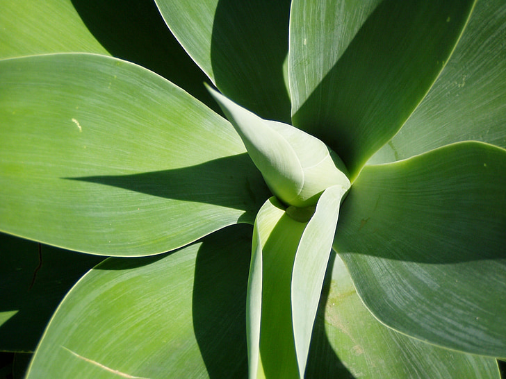 yucca, plant, green, garden, graphically