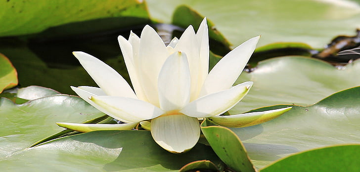 nuphar lutea, aquatic plant, blossom, bloom, pond, nature, flower