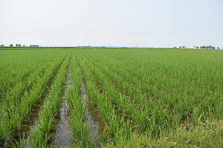 vũ xương gạo hoa, gạo, đông bắc, ở ruộng lúa