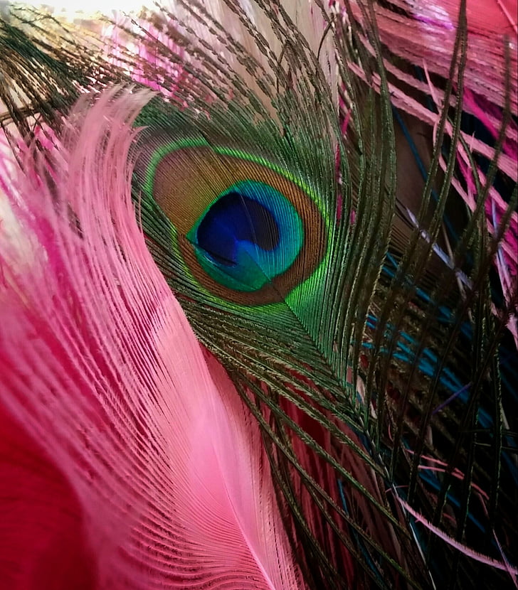 Peacock, veer, natuur, vogel, roze