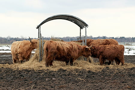 Galloway, βόειο κρέας, βοοειδή, Galloway βοείου κρέατος, αγρόκτημα, Γεωργία, αγελάδα
