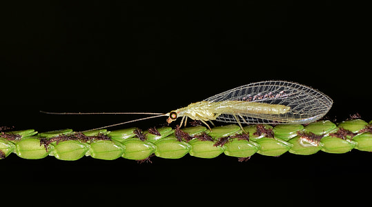 zelena lacewing, lacewing, skupni lacewing, insektov, insectoid, stinkfly, krilati