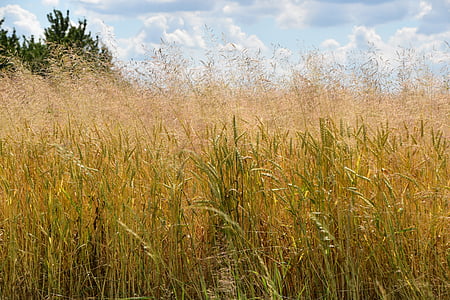 l'estiu, blat de moro, camp, Prat