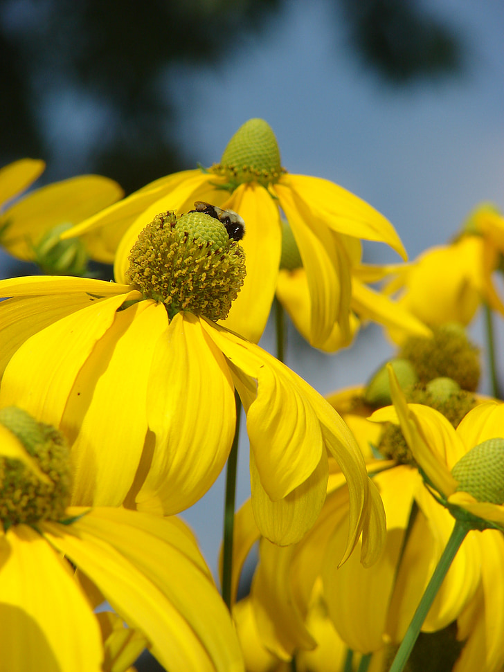 rudbeckia, herbstonne, 노란색, 꽃, 블 룸, 꽃잎, 신선한