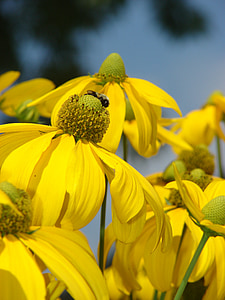 金光菊, herbstonne, 黄色, 花, 绽放, 花瓣, 新鲜