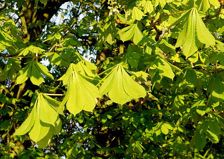 chestnut, leaves, ordinary rosskastanie, green, branches, bright, sun