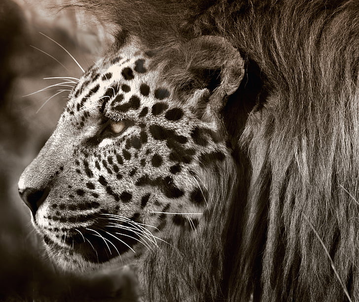 Lev, levhart, Jaguar, kočka, hlava, obličej, zvíře