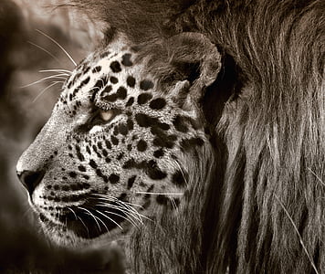 singa, macan tutul, Jaguar, kucing, kepala, wajah, hewan