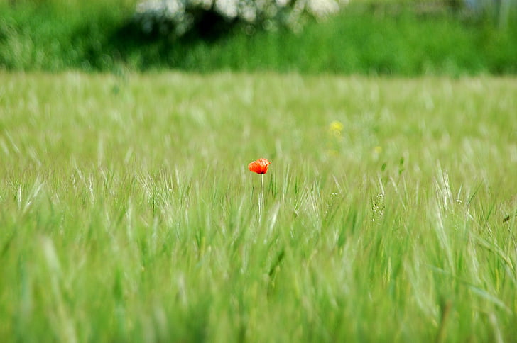 ポピー, 赤, グリーン, 草原, フィールド, ケシの花, 赤いケシ