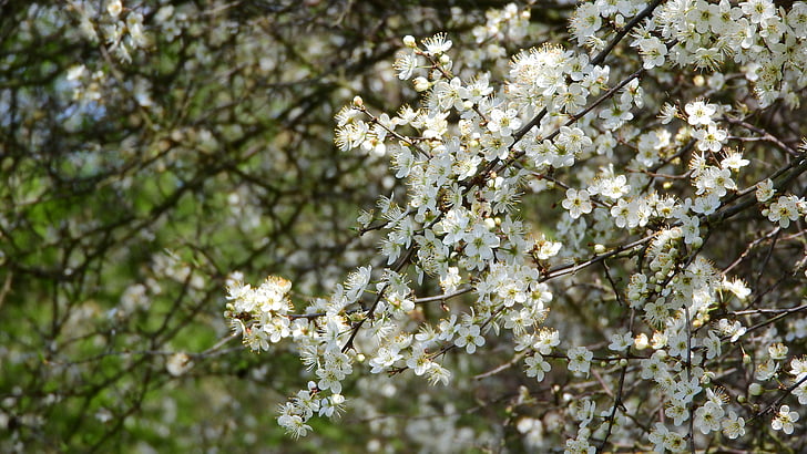 Prunus spinosa, dzeloņplūmes, pavasara ziedi, baltas puķes, ziedošā krūmā, pavasara aspekts, gada pavasarī pazīmes