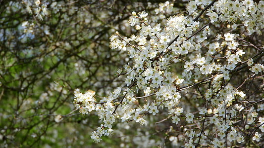 Prunus spinosa, Dzeloņplūme, Pavasario gėlės, baltos gėlės, žydinčių krūmų, pavasarį aspektas, pavasario ženklai