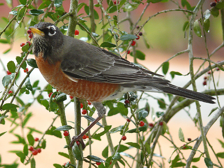 robin Amerika, burung, bertengger, Songbird, merah, alam, satwa liar