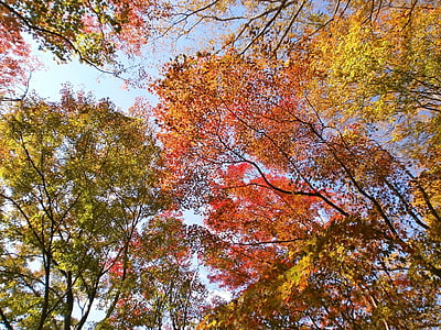 rudenį, rudens lapai, spalvinga, miškai, miško, Medelynas, medis
