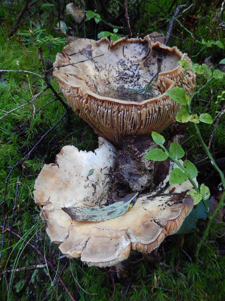 mushrooms, nature, wood